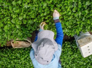 El sector floricultor, una fuente de empleo para los granadinos