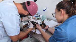 ¡Una vida al servicio de miles! Las mascotas abandonadas a su suerte.